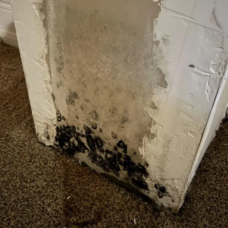 Professional Mold Removal in Olivarez, TX